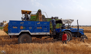 Weather threatens Indian winter crops just before harvesting