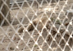 کراچی کے چڑیا گھر میں جانور فاقوں کا شکار کیسے ہوئے