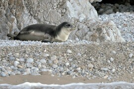 Albania pushes out boat to save world&rsquo;s rarest seal
