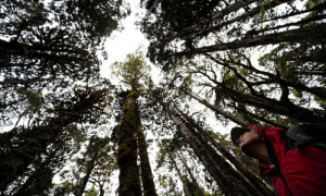 World&rsquo;s &lsquo;oldest&rsquo; tree able to reveal planet&rsquo;s secrets