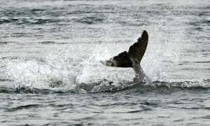 Cambodian leader U-turns on rare dolphin conservation law