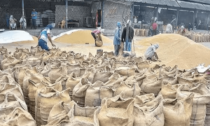 سیلاب کے باوجود پاکستان میں 10 سالوں میں گندم کی ریکارڈ پیداوار