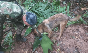 Colombian children found alive in jungle weeks after plane crash