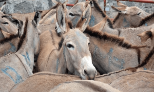 پاکستان میں ایک سال کے دوران گدھوں کی تعداد میں 1 لاکھ کا اضافہ