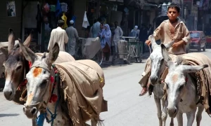 گدھوں میں آبادی کے لحاظ سے پاکستان دنیا کا تیسرا بڑا ملک بن گیا