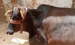 سوشل میڈیا نے چوری کیا گیا بیل مالک تک پہنچا دیا