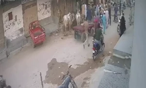 کراچی : قربانی کے جانور کو دیکھنے کا شوق بچے کی جان لے گیا