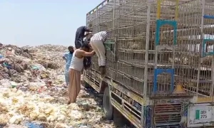 پنجاب فود اتھارٹی نے 60 من سے زائد مردہ مرغیوں سے بھرا ٹرک پکڑ لیا