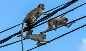 Cash-strapped Sri Lanka scraps monkey business plan
