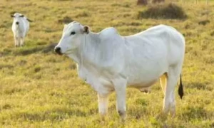 ایک ارب سے زائد قیمت والی دنیا کی مہنگی ترین گائے میں خاص کیا