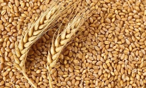 یوکرین جنگ میں شدت کے بعد گندم کی عالمی قیمت بڑھ گئی