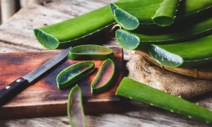 گملے میں ایلو ویرا اگائیں ، بیش بہا فوائد پائیں