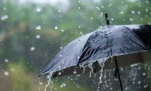 مون سون میں کون سی سبزی قوت مدافعت بڑھا سکتی ہے
