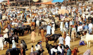 لاہور: مویشی منڈیوں کے نام پر ہونے والا ایک ارب روپے کا میگا کرپشن اسکینڈل بے نقاب