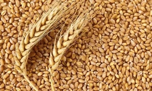 یوکرین جنگ سے گندم بحران، روس کا افریقی ممالک کو مفت اناج فراہم کرنے کا اعلان