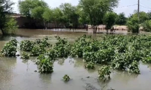دریائے چناب کا حفاظتی بند ٹوٹنے سے کئی بستیاں زیر آب، ہزاروں ایکڑ پر کھڑی فصلیں تباہ