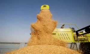 روس اور بھارت کے سبب عالمی منڈی میں خوراک کی قیمتیں بڑھنے لگیں