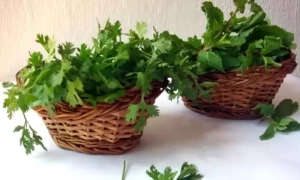 تازہ دھنیہ پودینہ زیادہ عرصے تک کیسے محفوظ رکھیں
