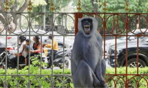 بھارت میں اصل دکھائی دینے والے کاغذ کے لنگوروں سے بندروں کو ڈرانے کا منصوبہ