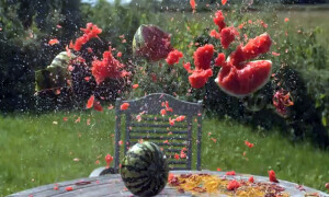 امریکا میں تربوز دھماکوں سے پھٹنے لگے