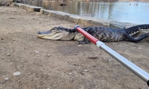 Authorities scramble after over 70 crocodiles escape lake