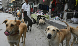کتوں کی تعداد 28 لاکھ سے متجاوز، آبادی کنٹرول کرنے کیلئے کروڑوں روپے کا منصوبہ تیار