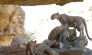 نایاب فارسی تیندوے کی ٹریپ کیمرے سے بنائی گئی دلچسپ ویڈیو