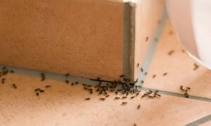 گھر سے چیونٹیوں کو فوری بھگانے کے لیے 3 آسان ٹوٹکے