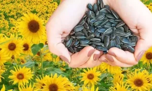 چلتے پھرتے تھوڑے سے سورج مکھی کے بیج کھائیں، ان گنت فوائد پائیں