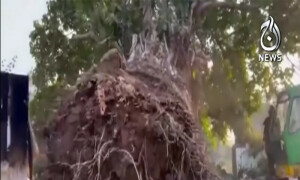 نوجوان نے 100 سال پرانا برگد کا درخت کٹنے سے بچالیا