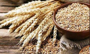 اقتصادی رابطہ کمیٹی کا گندم کی امدادی قیمت 3900 روپے فی من برقرار رکھنے کا فیصلہ