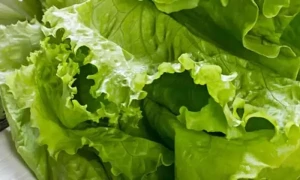 سلاد کے پتے کھائیں روزانہ، رہیں تدرست و توانا