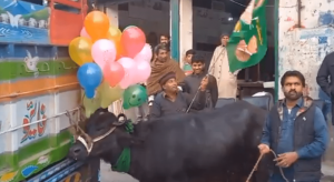 لاہور کے صوبائی حلقے سے کھڑے ہونے پر مریم نواز کو بھینس کا تحفہ