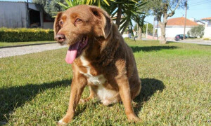 Guinness World Records reviews evidence related to &lsquo;world&rsquo;s oldest dog&rsquo; title