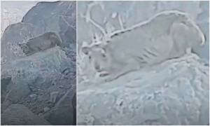 مکہ مکرمہ کے پہاڑوں پر دیکھے گئے &rsquo;عجیب جانور&lsquo; کا نام سامنے آگیا