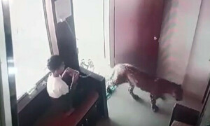 بے خوف بچے نے دفتر میں گھسنے والے تیندوے کو قید کرلیا