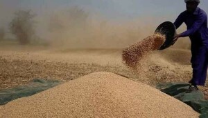 سندھ حکومت کا 20 مارچ سے گندم کی خریداری شروع کرنے کا فیصلہ