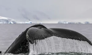 New Zealand&rsquo;s Maori King calls for whales to be given personhood