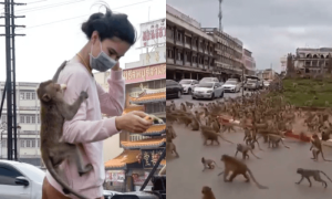 بندروں کی فوج نے شہر پر قبضہ کرلیا