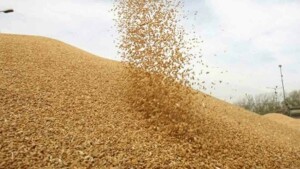 گندم کی کم از کم امدادی قیمت 3900 روپے فی من مقرر