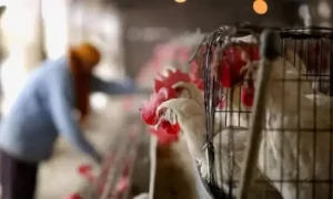 برڈ فلو عالمگیر وبا بن سکتا ہے، انسانوں کے لیے خطرہ بڑھ گیا