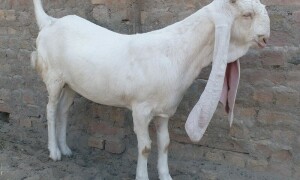 پنجاب پولیس کا اہلکار بکرا چور نکلا