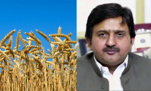 اسپیکر پنجاب اسمبلی نے گندم خریداری کمیٹی قائم کردی، پرانی پالیسی مسترد