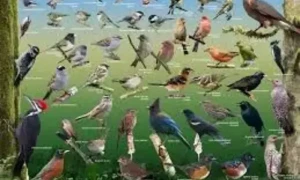 وائلڈ لائف پنجاب کا کومبنگ آپریشن، ہزاروں پرندے بازیاب