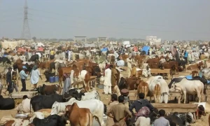 کراچی میں عید پر مویشی منڈی کہاں اور کب لگے گی