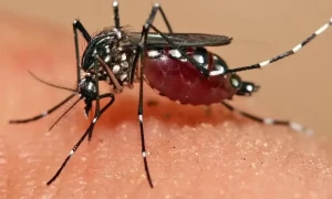 مچھروں کو دور رکھنے کے 6 انتہائی موثر طریقے