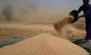 گندم خریداری کا بحران برقرار، سبسڈی تجاویز آگے نہ بڑھ سکیں
