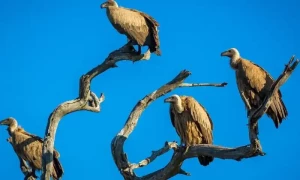 لاہور میں 30 برس بعد کمیاب نسل کے گِدھ نمودار، پرندوں کے شائقین کو خوش گوار حیرت