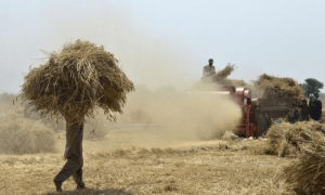 گندم کی سرکاری خریداری میں تاخیر، کسان تنظیموں نے حکومت کو ٹف ٹائم دینے کا فیصلہ کرلیا