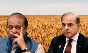 حکومت پاسکو کے تحت 1.8 ملین میٹرک ٹن گندم خریدنے پر رضامند